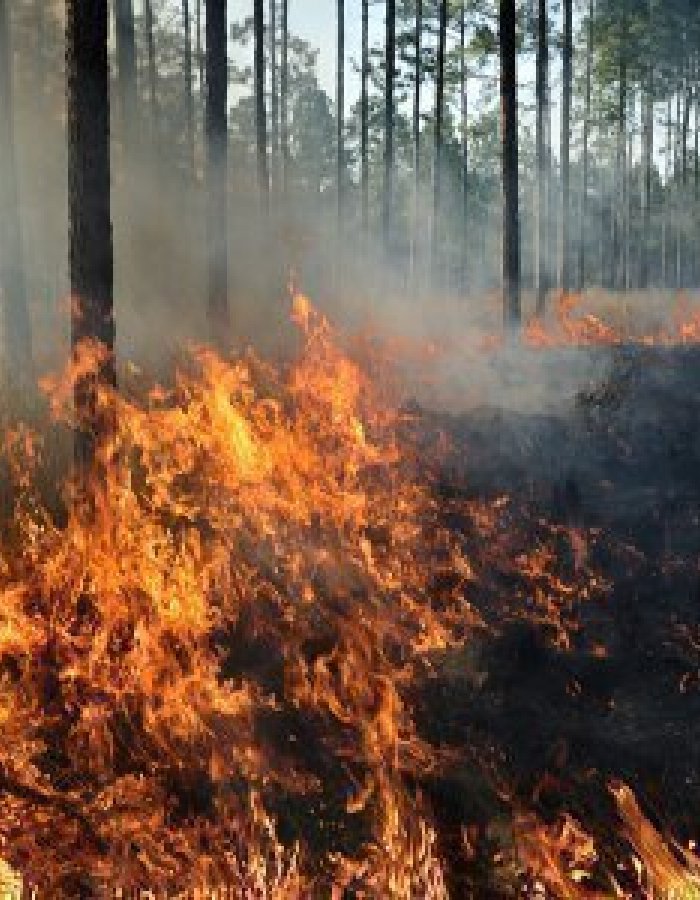 Bushfire Is a Real Risk In Australia